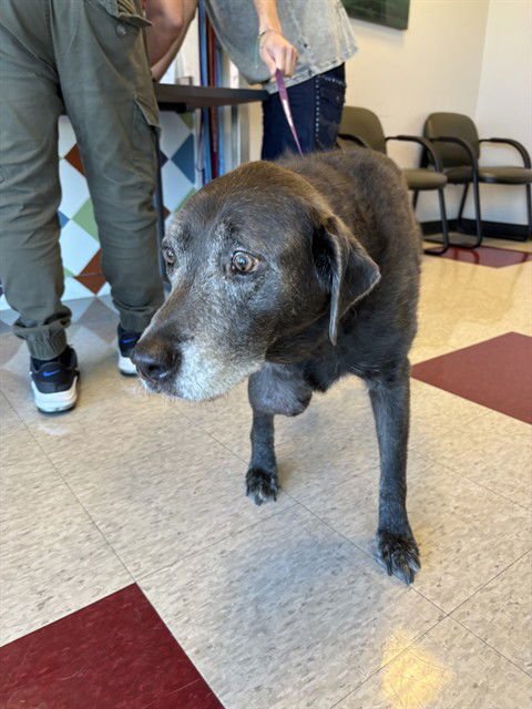 LADY - Labrador Retriever available for adoption