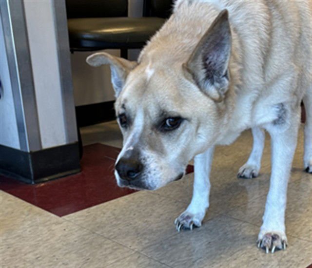 LEWI - Labrador Retriever available for adoption