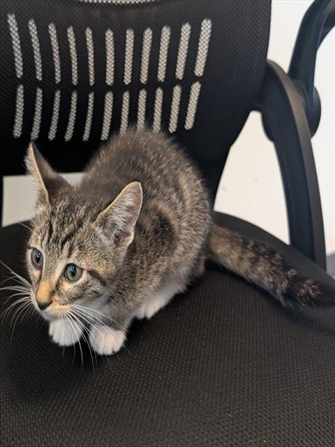 ZUCCHINI - Domestic Short Hair available for adoption