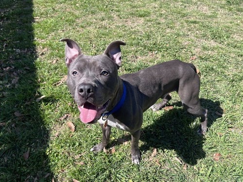 KING - Pit Bull Terrier available for adoption