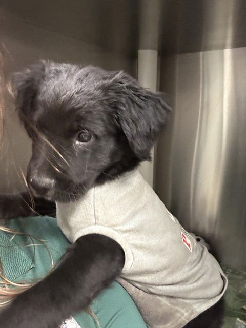 A216196 - Labrador Retriever available for adoption