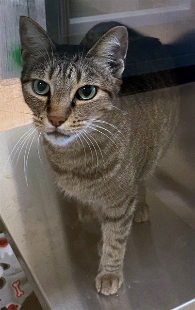 MR BITSY - Domestic Short Hair available for adoption