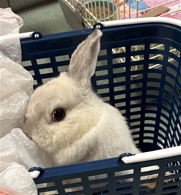 LAVA - American Fuzzy Lop available for adoption