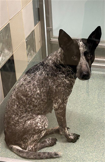 MISS SPECKLES Image