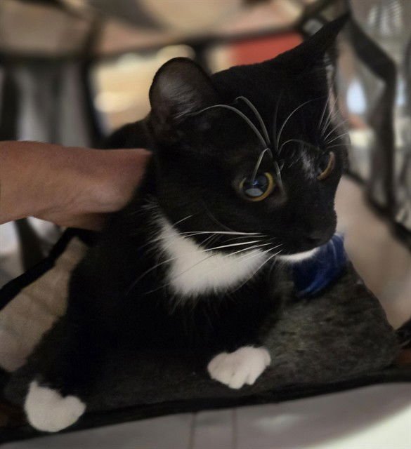 STAR - Domestic Short Hair available for adoption