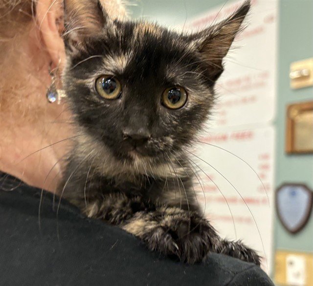 SABRINA Image