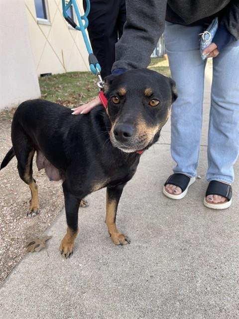 CLEMENTINE - Australian Kelpie available for adoption