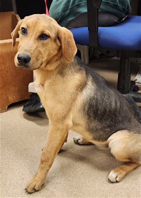 BUBBLES - English Coonhound available for adoption