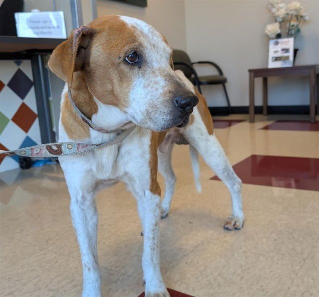 TANNER - English Coonhound available for adoption