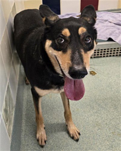 TOGO - German Shepherd Dog available for adoption