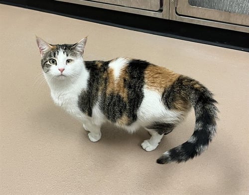 ZARA - Domestic Short Hair for adoption in Lewisville