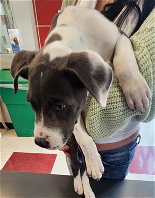 TOTORO - Pit Bull Terrier available for adoption
