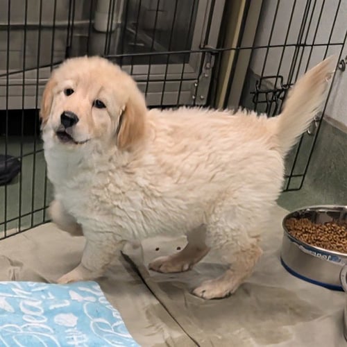ALMOND - Labrador Retriever / Great Pyrenees available for adoption