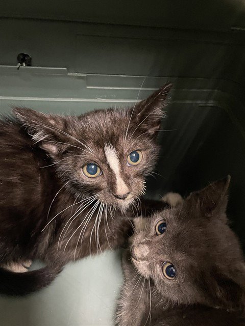 A218363 - Domestic Short Hair available for adoption