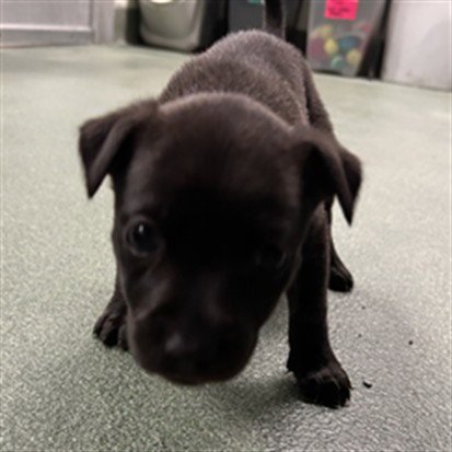 WEDNESDAY - Rottweiler available for adoption