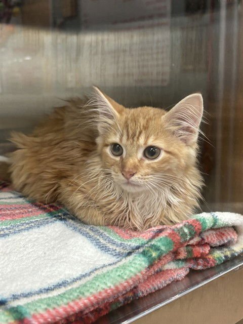 SPICE - Domestic Medium Hair available for adoption