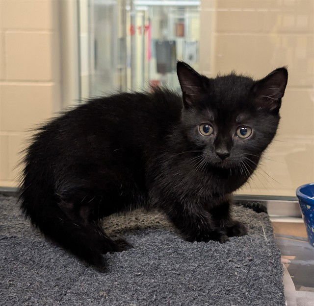 PEACE - Domestic Short Hair available for adoption