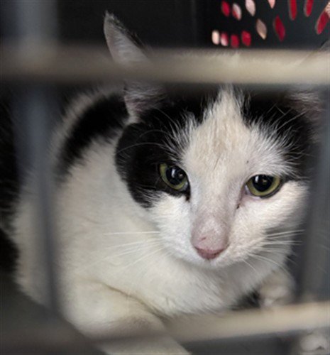 COOKIE - Domestic Short Hair available for adoption