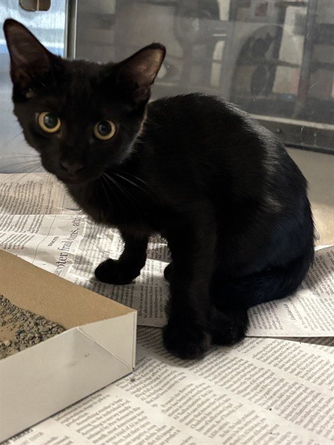 COAL - Domestic Short Hair available for adoption