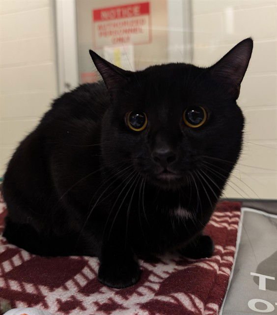 SUNNY - Domestic Short Hair available for adoption