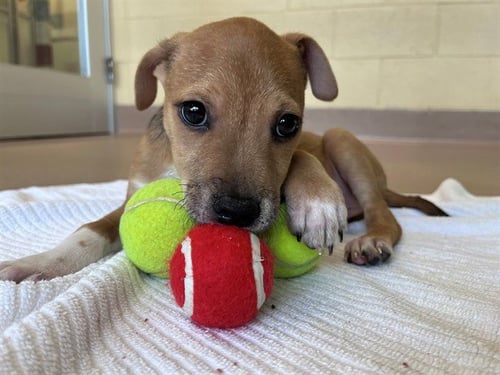 TANNER - Pit Bull Terrier available for adoption