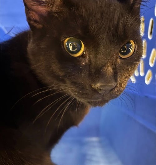 A219368 - Domestic Short Hair available for adoption