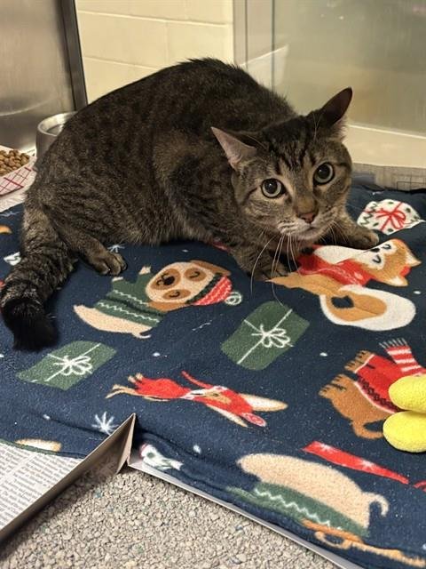 NYLA - Domestic Short Hair available for adoption