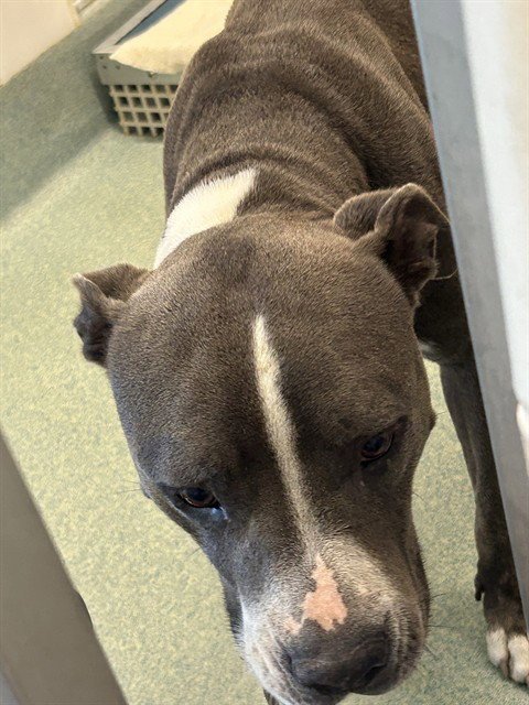GRACIE - Staffordshire Bull Terrier available for adoption