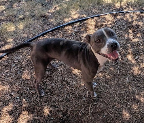 GRACIE - Staffordshire Bull Terrier available for adoption