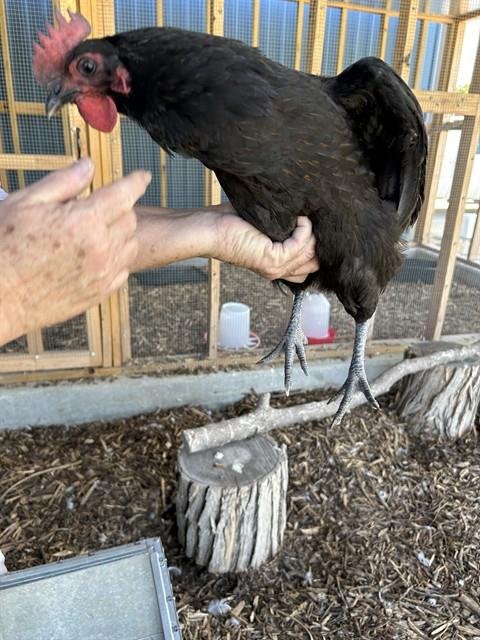 HENNY - Chicken available for adoption
