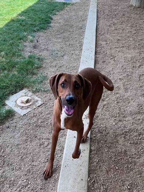 ABBY - Redbone Coonhound available for adoption