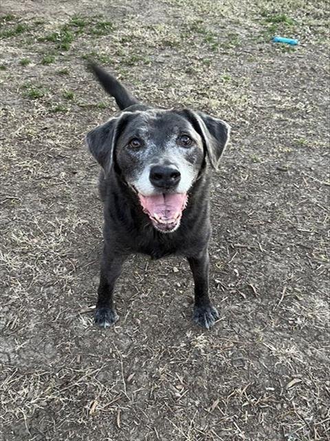 LADY - Labrador Retriever available for adoption