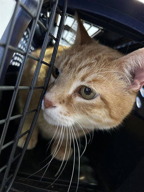 CALVIN - Domestic Short Hair available for adoption