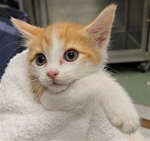 GINGER - Domestic Short Hair available for adoption