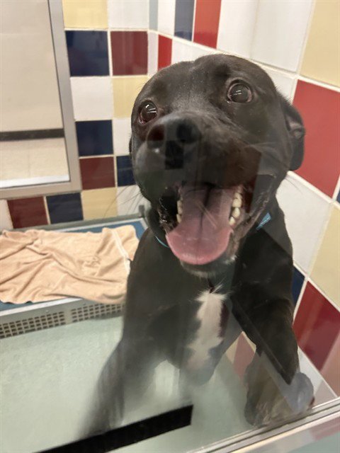 THEO - Labrador Retriever available for adoption