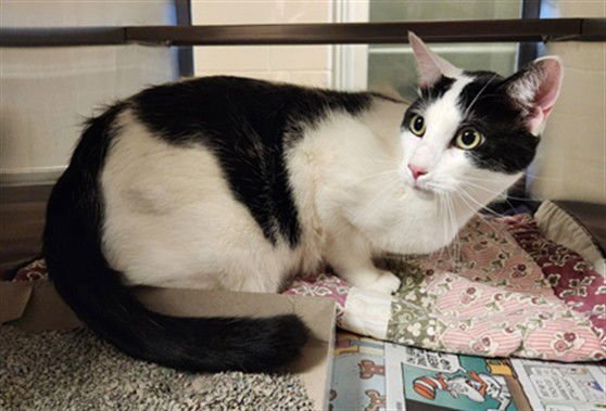 MOOMERS - Domestic Short Hair available for adoption