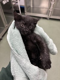 BINX - Photo 1