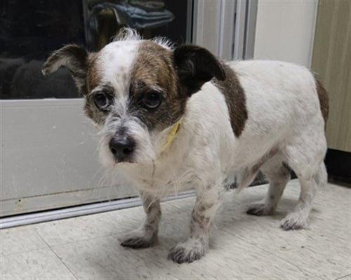 DALE - Rat Terrier available for adoption