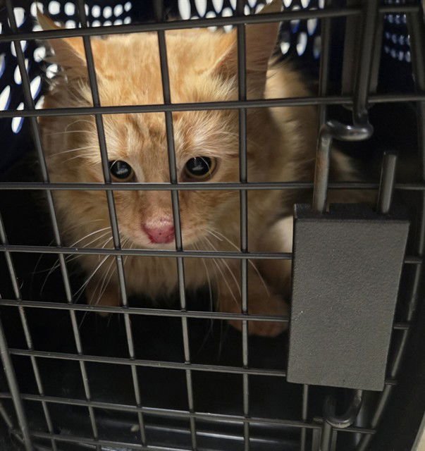 CODY - Domestic Medium Hair available for adoption