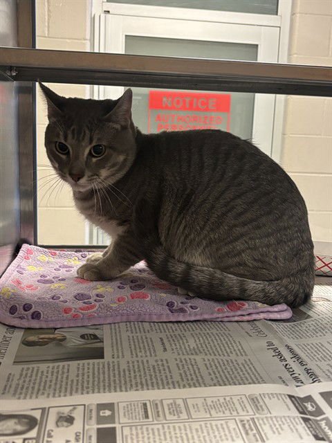 BUSHKA - Domestic Short Hair available for adoption