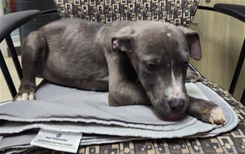 SWAYZE - Pit Bull Terrier available for adoption