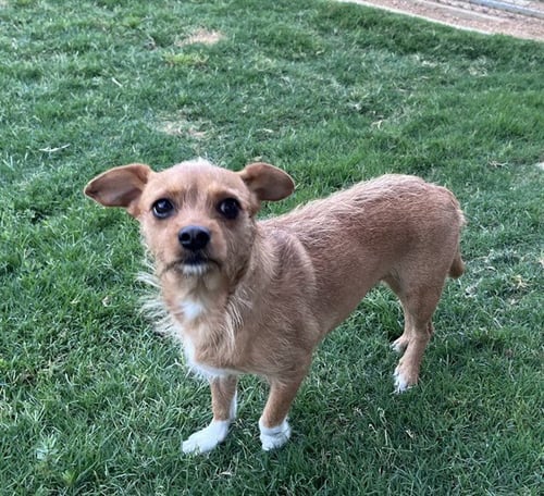TINKERBELL - Chihuahua / Dachshund available for adoption