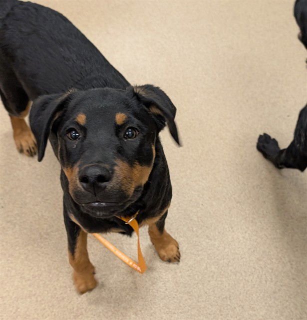 WILLOW - Rottweiler available for adoption