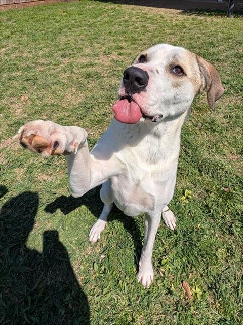 YUSHI - Great Dane / Labrador Retriever available for adoption