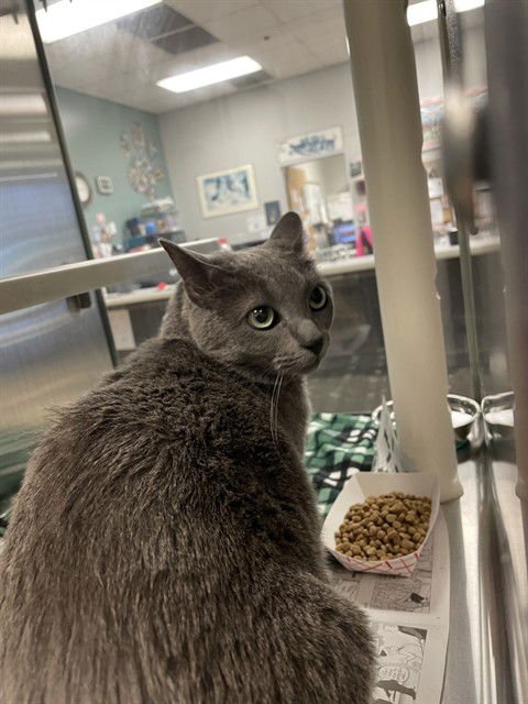 MAO - Domestic Short Hair available for adoption