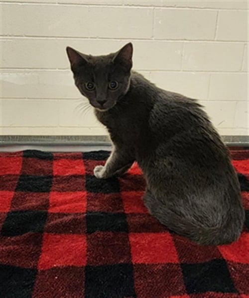 ORCHID - Domestic Short Hair available for adoption