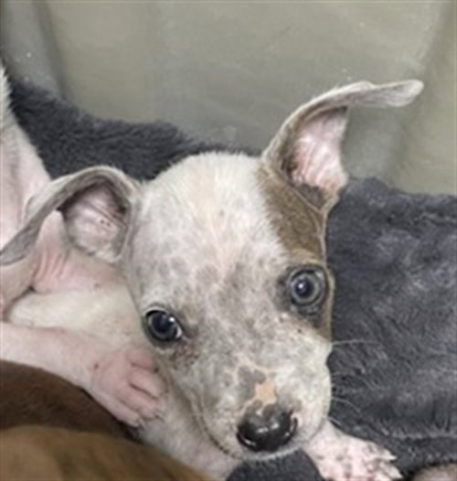 PENNY - Pit Bull Terrier available for adoption