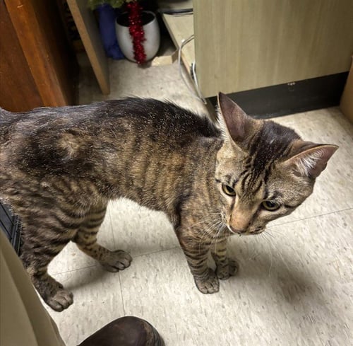 A219884 - Domestic Short Hair available for adoption