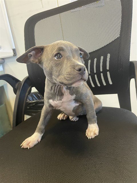 JELLY BEAN - Pit Bull Terrier available for adoption
