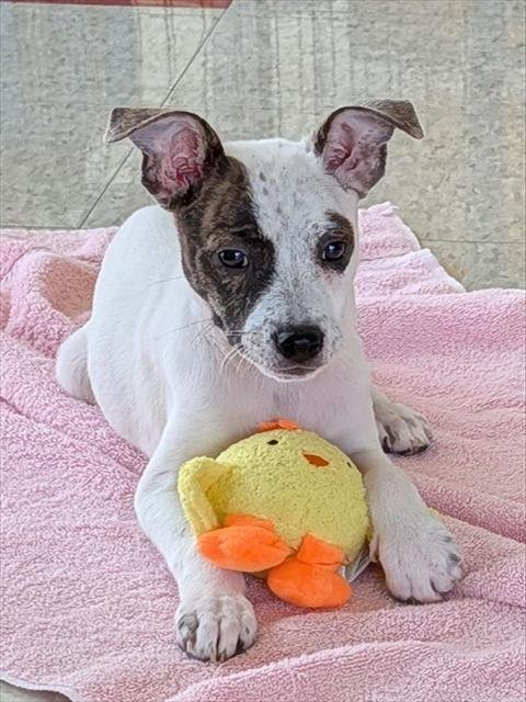 FAITH - Pit Bull Terrier available for adoption